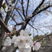 ヒメ日記 2026/04/01 17:03 投稿 うた Ange Spa(アンジュスパ)