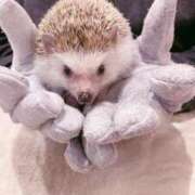 ヒメ日記 2025/04/03 17:51 投稿 太田ちはる 月の真珠-新宿-