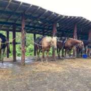 太田ちはる 有馬記念🐎 月の真珠-新宿-