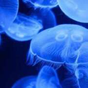 ヒメ日記 2025/08/18 16:24 投稿 あやめ 熟女の風俗最終章 仙台店