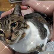 淫乱子猫 ありがとう♡ 変態素人嬢ダダモーレ