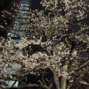 ヒメ日記 2025/03/31 08:01 投稿 新人・ほのか CLASSY.四日市店