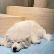 ヒメ日記 2025/01/20 19:41 投稿 ゆゆ☆圧巻のリピート率♪ 妹系イメージSOAP萌えフードル学園 大宮本校