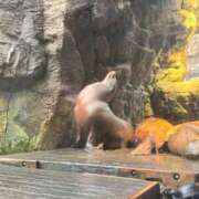 ヒメ日記 2025/03/29 17:30 投稿 ゆゆ☆圧巻のリピート率♪ 妹系イメージSOAP萌えフードル学園 大宮本校