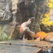 ヒメ日記 2026/02/19 09:21 投稿 ゆゆ☆圧巻のリピート率♪ 妹系イメージSOAP萌えフードル学園 大宮本校