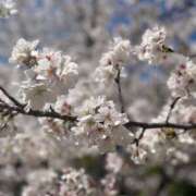 ヒメ日記 2025/04/05 17:18 投稿 あやの 京都回春性感マッサージ倶楽部