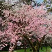 百合音 さよならの3月 京都回春性感マッサージ倶楽部