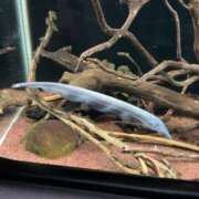 ヒメ日記 2025/08/06 06:18 投稿 いお 京都回春性感マッサージ倶楽部