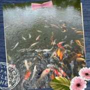 ヒメ日記 2025/06/30 10:58 投稿 まこと 高津角えび