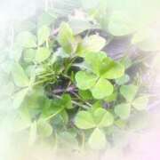 ヒメ日記 2026/03/30 14:18 投稿 まこと 高津角えび