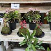 ヒメ日記 2025/01/25 08:28 投稿 あずみ カワサキ EROTIC