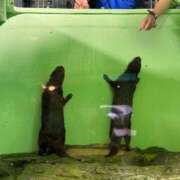 ヒメ日記 2025/02/01 13:15 投稿 あずみ カワサキ EROTIC