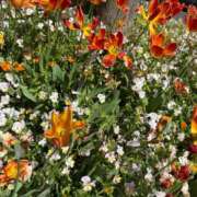 ヒメ日記 2025/04/22 05:42 投稿 あずみ カワサキ EROTIC