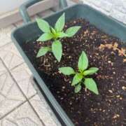 ヒメ日記 2025/05/06 19:25 投稿 あずみ カワサキ EROTIC