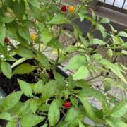 ヒメ日記 2025/07/31 08:45 投稿 あずみ カワサキ EROTIC