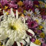 ヒメ日記 2025/11/15 08:04 投稿 あずみ カワサキ EROTIC