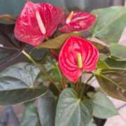 あずみ 【本日完売です！】 カワサキ EROTIC