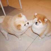 ヒメ日記 2024/12/28 20:03 投稿 りこ『ぽっちゃりコース』 素人学園＠