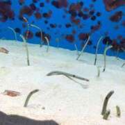 ヒメ日記 2025/04/23 19:18 投稿 りこ『ぽっちゃりコース』 素人学園＠