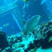 ヒメ日記 2025/07/03 22:27 投稿 りこ『ぽっちゃりコース』 素人学園＠