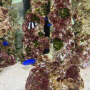 ヒメ日記 2025/08/08 08:42 投稿 りこ『ぽっちゃりコース』 素人学園＠