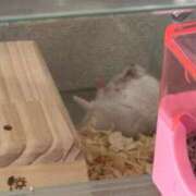 ヒメ日記 2025/08/13 01:27 投稿 りこ『ぽっちゃりコース』 素人学園＠