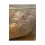 ヒメ日記 2025/09/03 12:27 投稿 りこ『ぽっちゃりコース』 素人学園＠