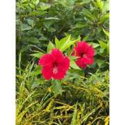 ヒメ日記 2025/09/05 14:45 投稿 りこ『ぽっちゃりコース』 素人学園＠