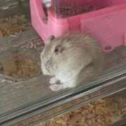 ヒメ日記 2025/09/26 08:57 投稿 りこ『ぽっちゃりコース』 素人学園＠