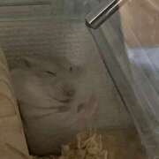 ヒメ日記 2025/12/24 08:48 投稿 りこ『ぽっちゃりコース』 素人学園＠