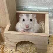 ヒメ日記 2026/02/19 08:27 投稿 りこ『ぽっちゃりコース』 素人学園＠