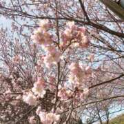 ヒメ日記 2026/04/06 07:01 投稿 みずき タレント倶楽部シャングリラ