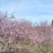 ヒメ日記 2026/04/07 11:30 投稿 みずき タレント倶楽部シャングリラ