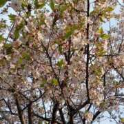 ヒメ日記 2026/04/13 09:30 投稿 みずき タレント倶楽部シャングリラ