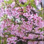 ヒメ日記 2025/03/21 12:52 投稿 かれん ピュアグレイス