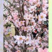 ヒメ日記 2025/04/05 12:48 投稿 かれん ピュアグレイス