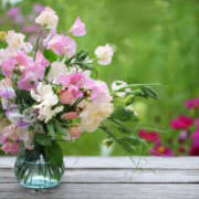 ヒメ日記 2025/04/16 23:48 投稿 かれん ピュアグレイス