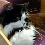 ヒメ日記 2025/04/20 21:46 投稿 かれん ピュアグレイス