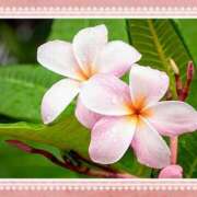 ヒメ日記 2025/08/07 10:18 投稿 かれん ピュアグレイス