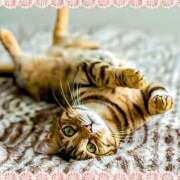 ヒメ日記 2025/08/22 08:46 投稿 かれん ピュアグレイス