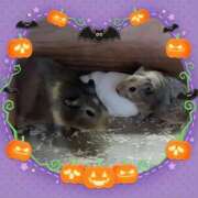 ヒメ日記 2025/10/22 21:38 投稿 かれん ピュアグレイス