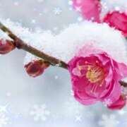 かれん ありがとうございました.$(D"6  .$(D"6 ピュアグレイス