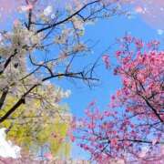 かれん ありがとうございました ピュアグレイス