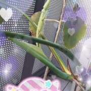 ヒメ日記 2025/04/23 07:54 投稿 あきほ タレント倶楽部Around40