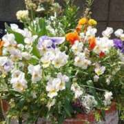 ヒメ日記 2025/05/04 05:52 投稿 あきほ タレント倶楽部Around40