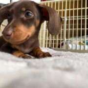 ヒメ日記 2025/03/11 10:11 投稿 まな 待ちナビ