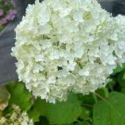 ヒメ日記 2025/06/21 09:00 投稿 まな 待ちナビ