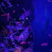 ヒメ日記 2025/08/19 20:48 投稿 まな 待ちナビ