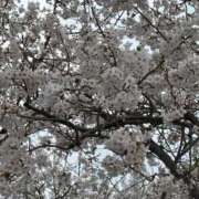 ヒメ日記 2025/04/04 16:07 投稿 かな フェアリー【都城店】