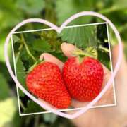 ヒメ日記 2026/03/27 08:55 投稿 藤沢あき 若奥サマンサ（横浜ハレ系）